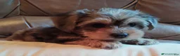 Yorkiepoo dogs for sale: Ms Teapot - Ad 10