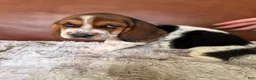 Basset Hound dogs for sale: Tooty - Ad 4