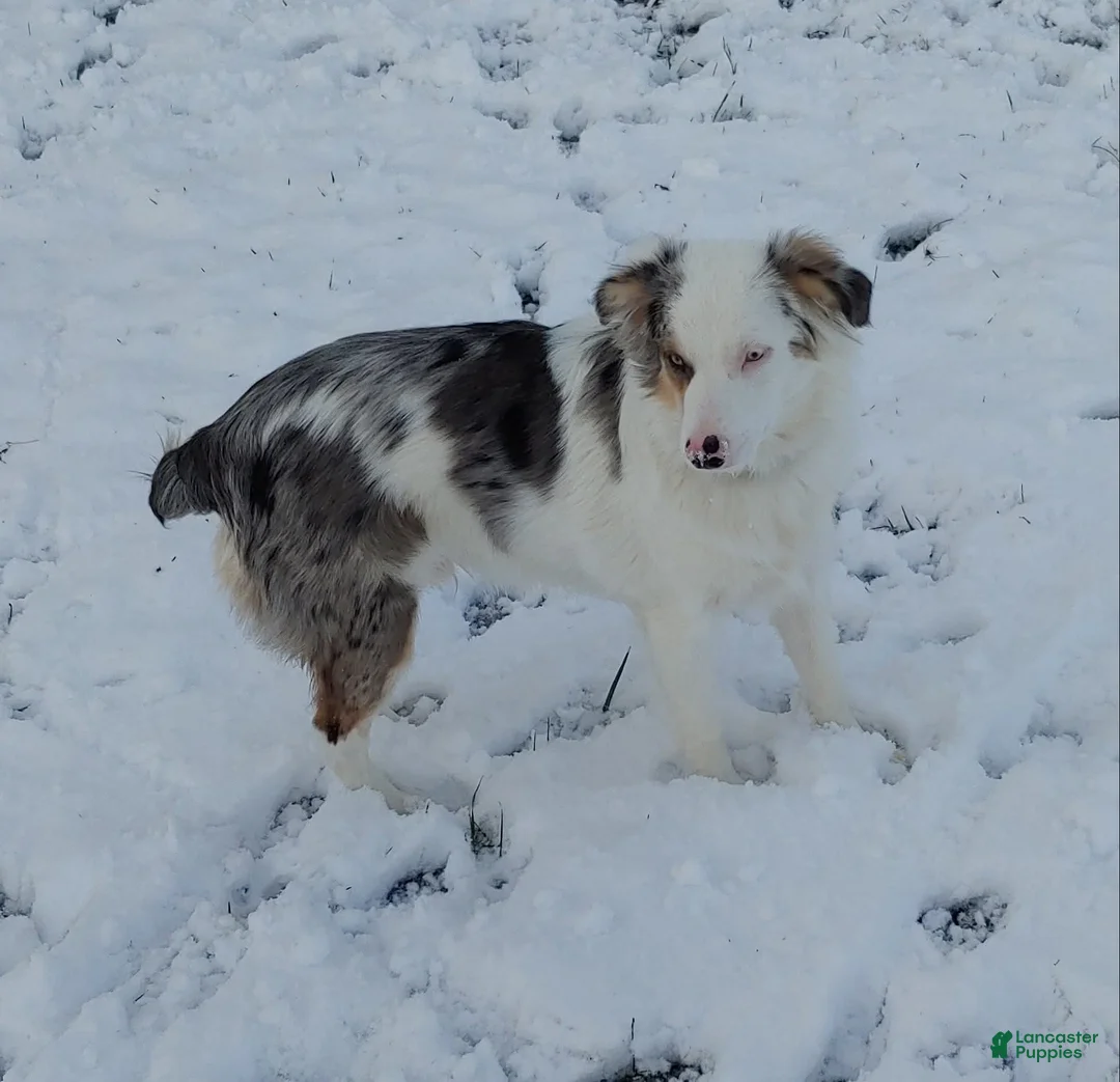 Miniature Australian Shepherd dogs for sale: Miniature Australian Shepherd Puppy 5 - Ad 3
