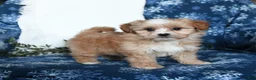 Shihpoo dogs for sale: Windson - Ad 4