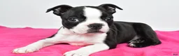Boston Terrier dogs for sale: Violet - Ad 9