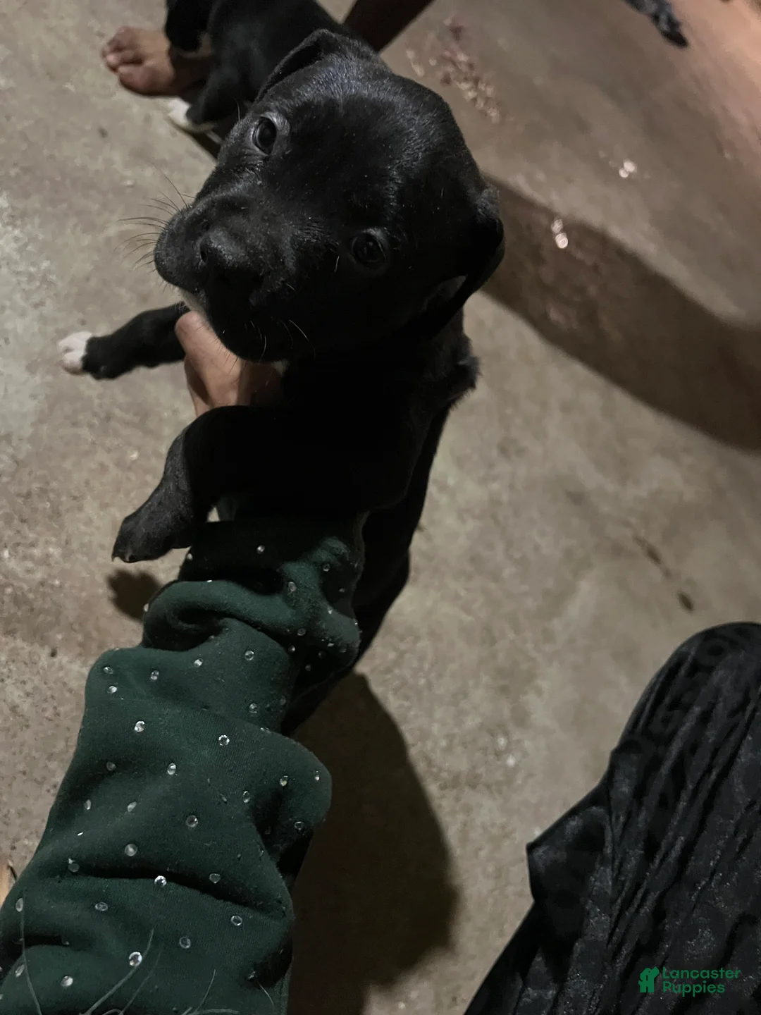 American Pit Bull Terrier dogs for sale: Mitty - Ad 2