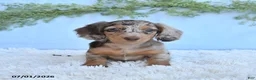 Miniature Dachshund dogs for sale: Rosie - Ad 5