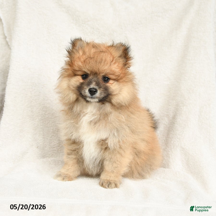 Pomeranian dogs Dandy - Ad 2