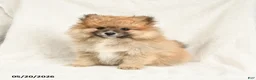 Pomeranian dogs for sale: Dandy - Ad 2