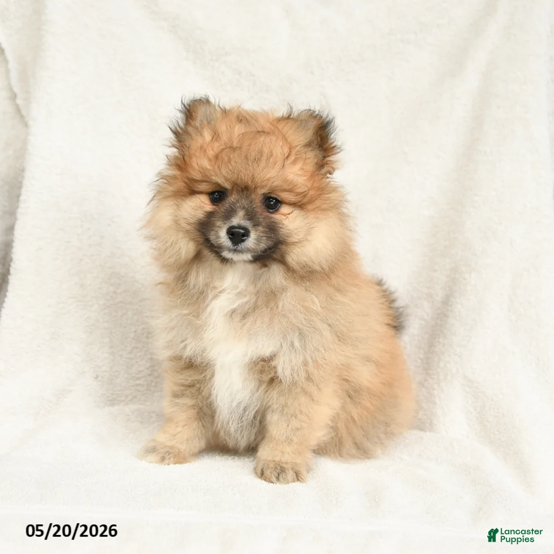 Pomeranian dogs for sale: Dandy - Ad 2
