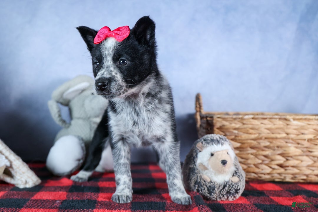 Mixed Breed dogs for sale: DOLLY - Ad 3