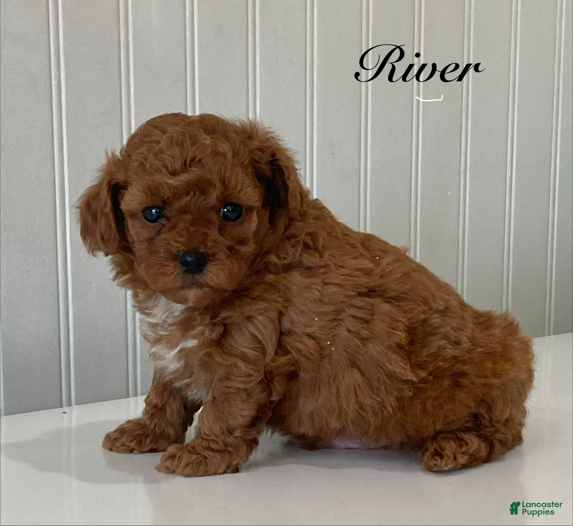 Toy Poodle dogs River - Ad 1
