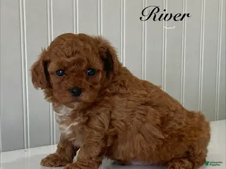 Toy Poodle dogs for sale: River - Ad 3