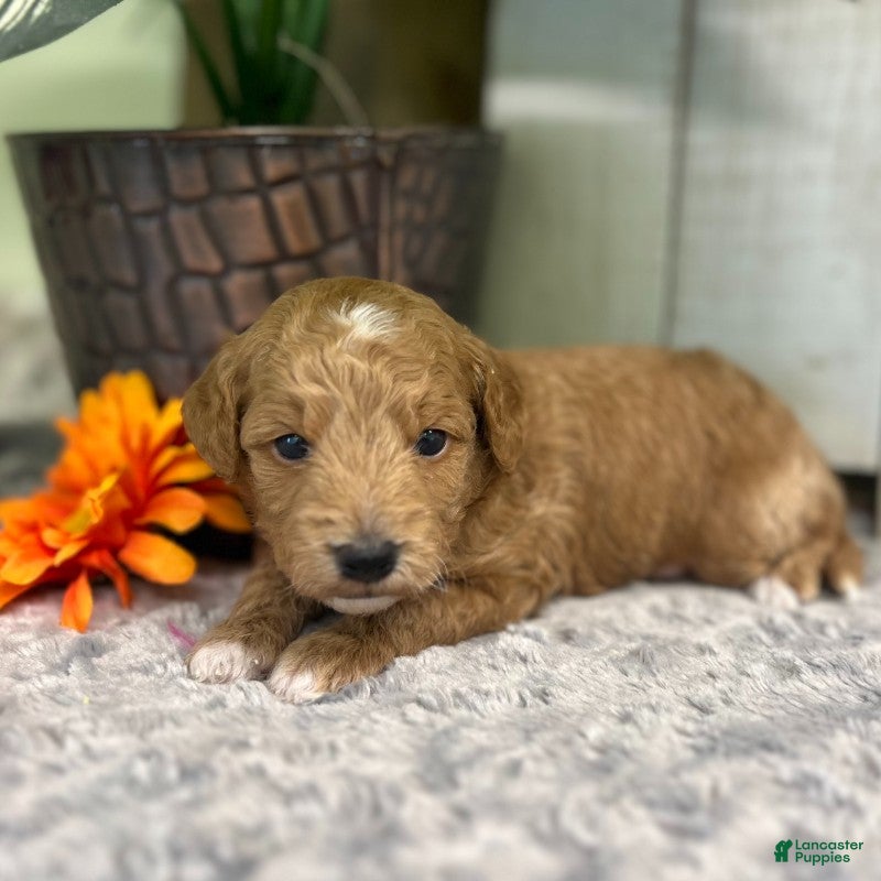Mini Goldendoodle dogs Ozzy (Micro Mini) - Ad 2