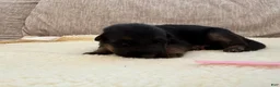 German Shepherd dogs for sale: Pink Girl - Ad 5