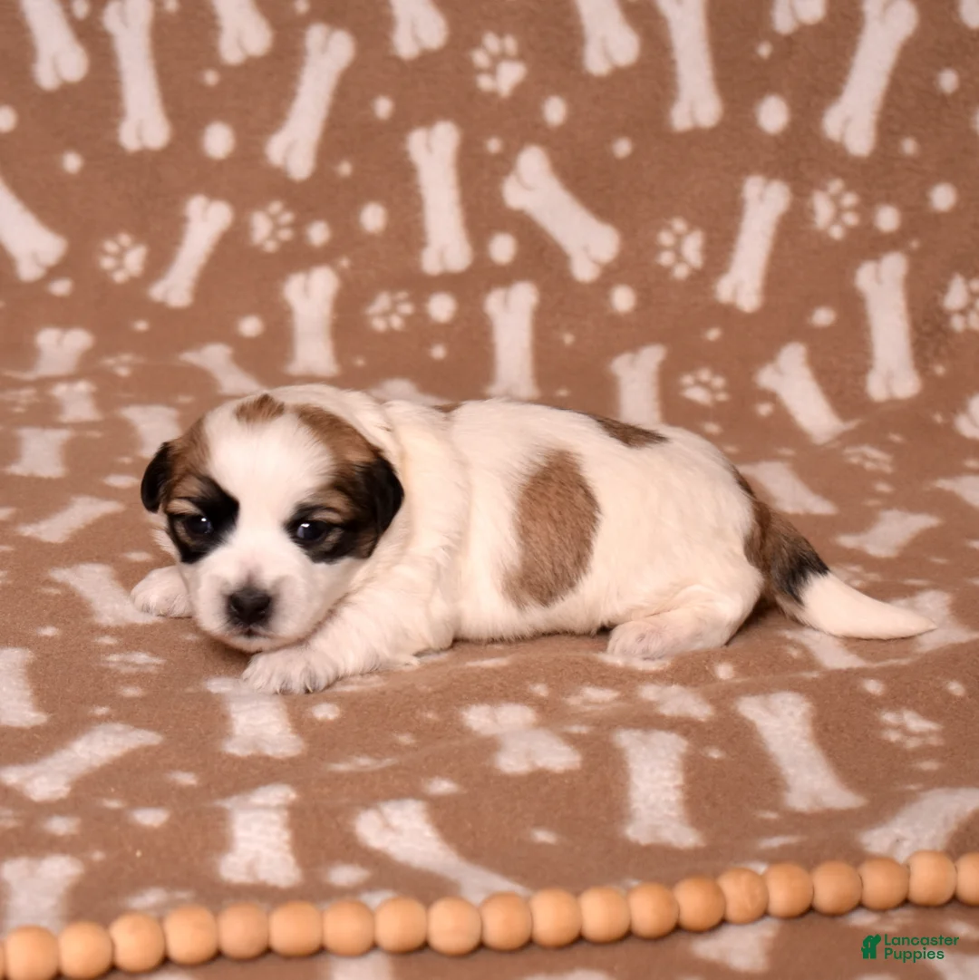 Coton De Tulear dogs for sale: Honey - Ad 5