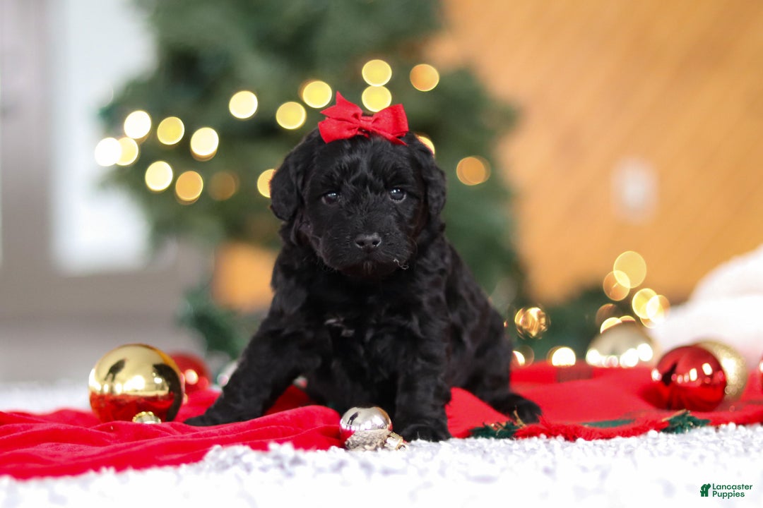 Mini Goldendoodle dogs for sale: Pippa  - Ad 6