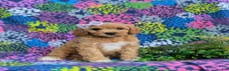 Cavapoo dogs for sale: Ainsley - Ad 3