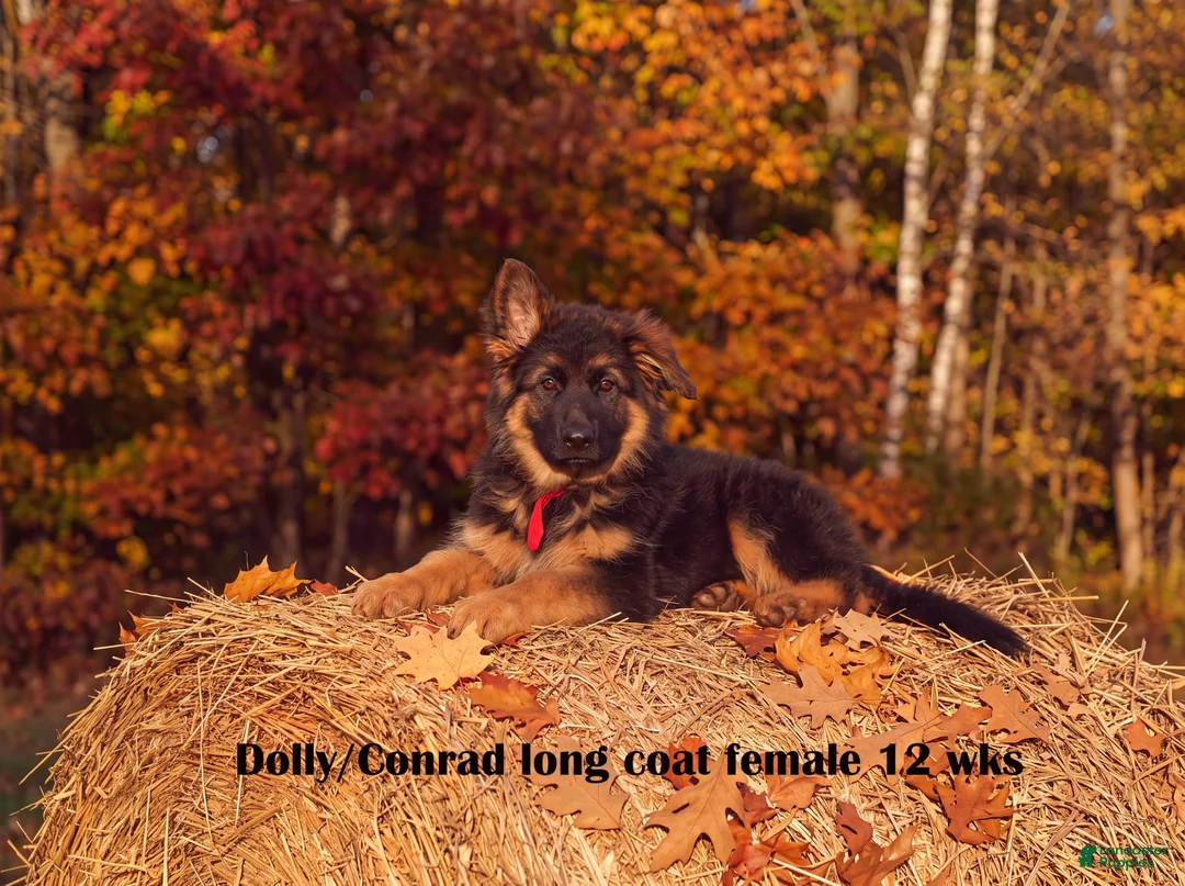 German Shepherd dogs for sale: Long coat black/red german shepherd female (Dolly/Conrad litter) - Ad 2