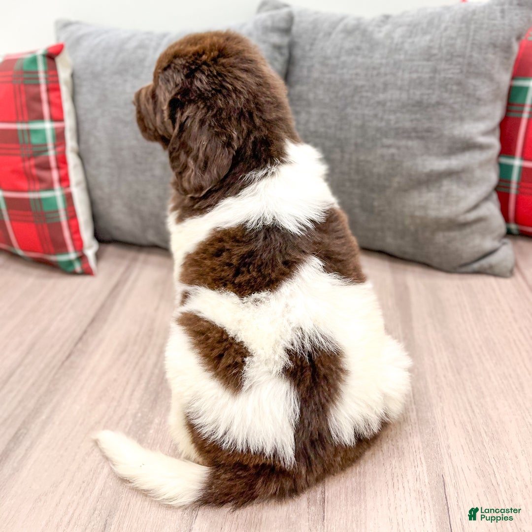 Newfoundland dogs for sale: Sasha - Ad 6