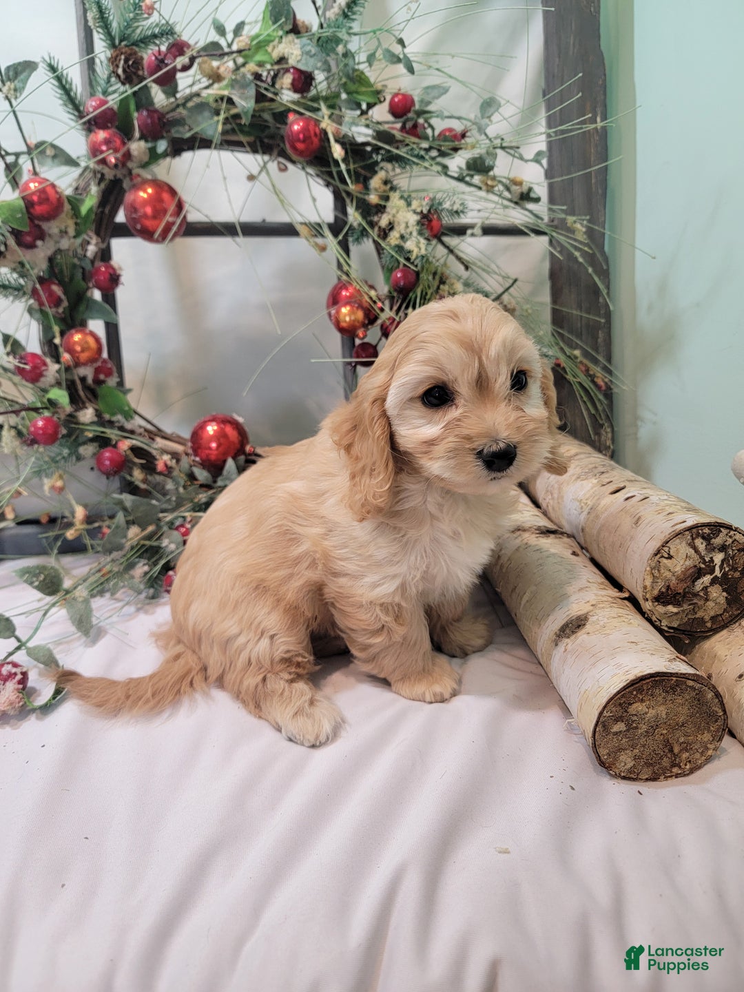 Cavachon dogs for sale: Snowball - Ad 22