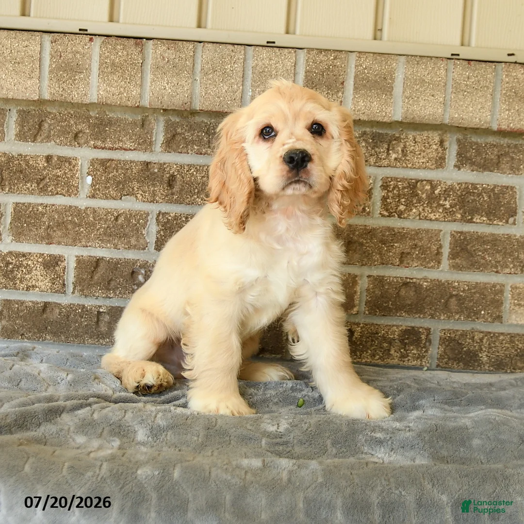 Cocker Spaniel dogs for sale: Maxwell - Ad 2