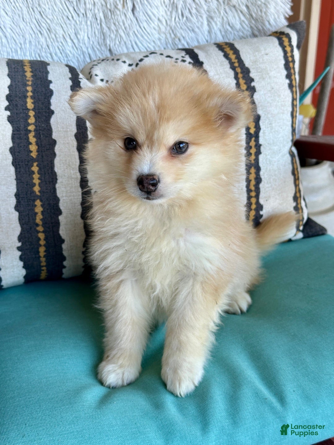 Pomsky dogs for sale: Chester - Ad 5
