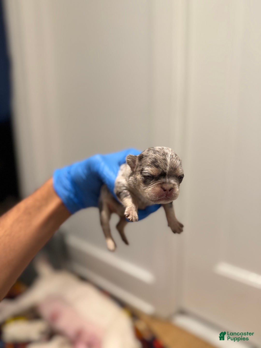 French Bulldog dogs for sale: Aspen - Ad 1