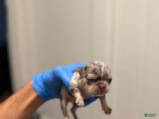 French Bulldog dogs Aspen - Ad 16