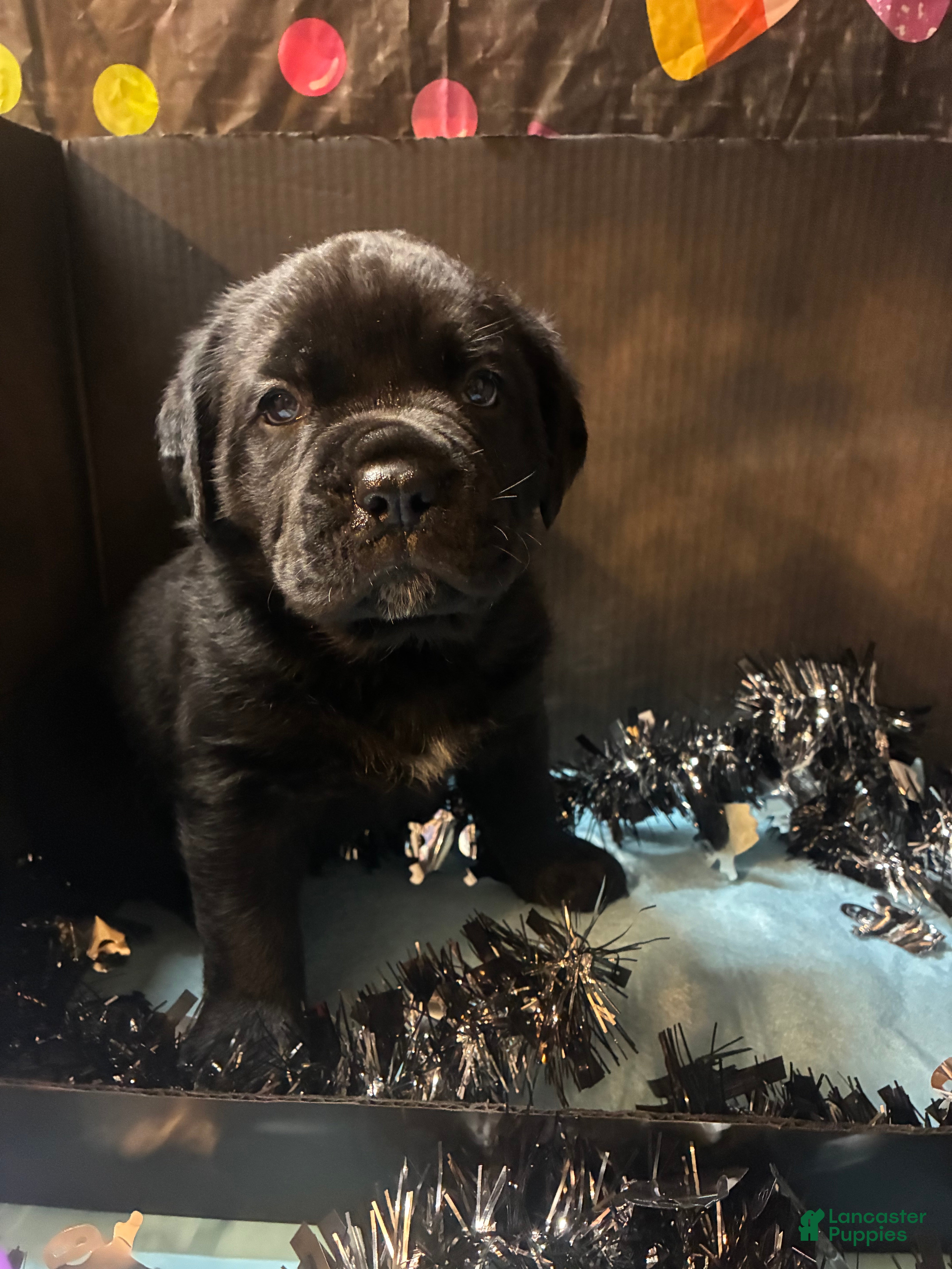 Cane Corso dogs Cane Corso 11 - Ad 2