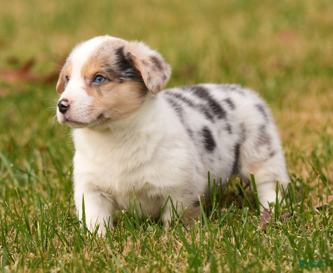 Welsh Corgi Pembroke dogs for sale: Chloe - Ad 1