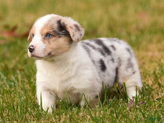 Welsh Corgi Pembroke dogs Chloe - Ad 34