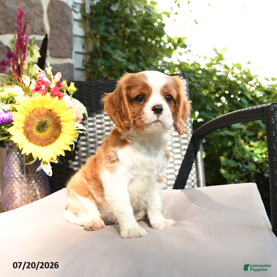 Cavalier King Charles Spaniel dogs for sale: Romeo - Ad 1