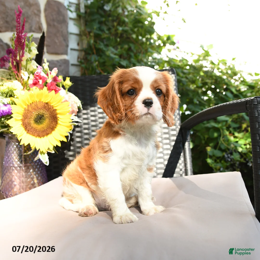 Cavalier King Charles Spaniel dogs for sale: Romeo - Ad 1