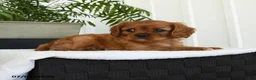 Cavalier King Charles Spaniel dogs for sale: Icon - Ad 3
