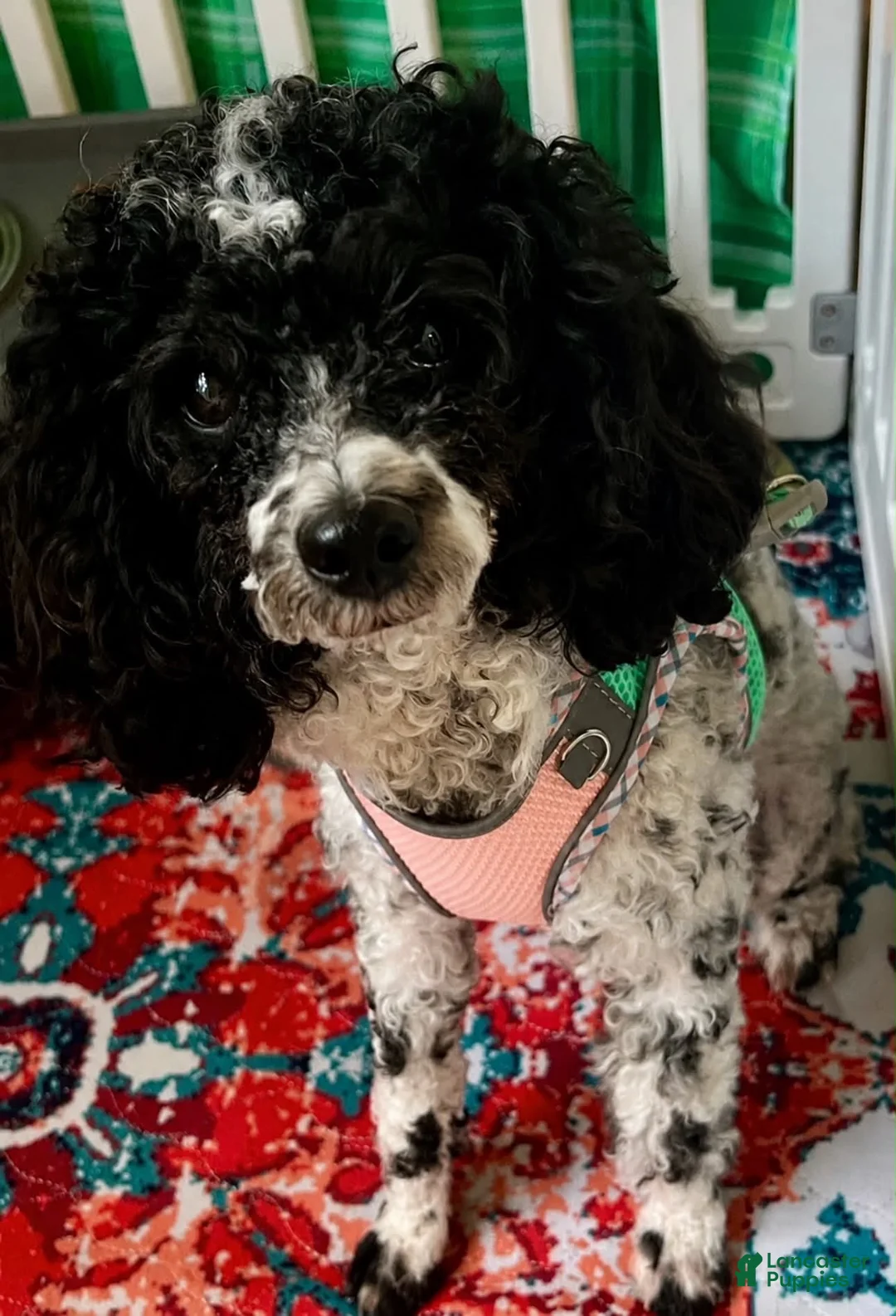 Toy Poodle dogs for sale: Lovey  - Ad 3