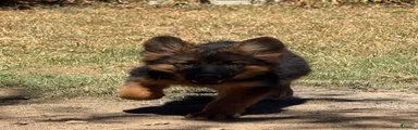 German Shepherd 1