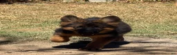 German Shepherd dogs for sale: German Shepherd 1 - Ad 1