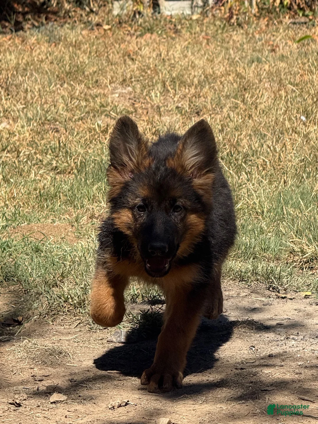German Shepherd dogs for sale: German Shepherd 1 - Ad 1
