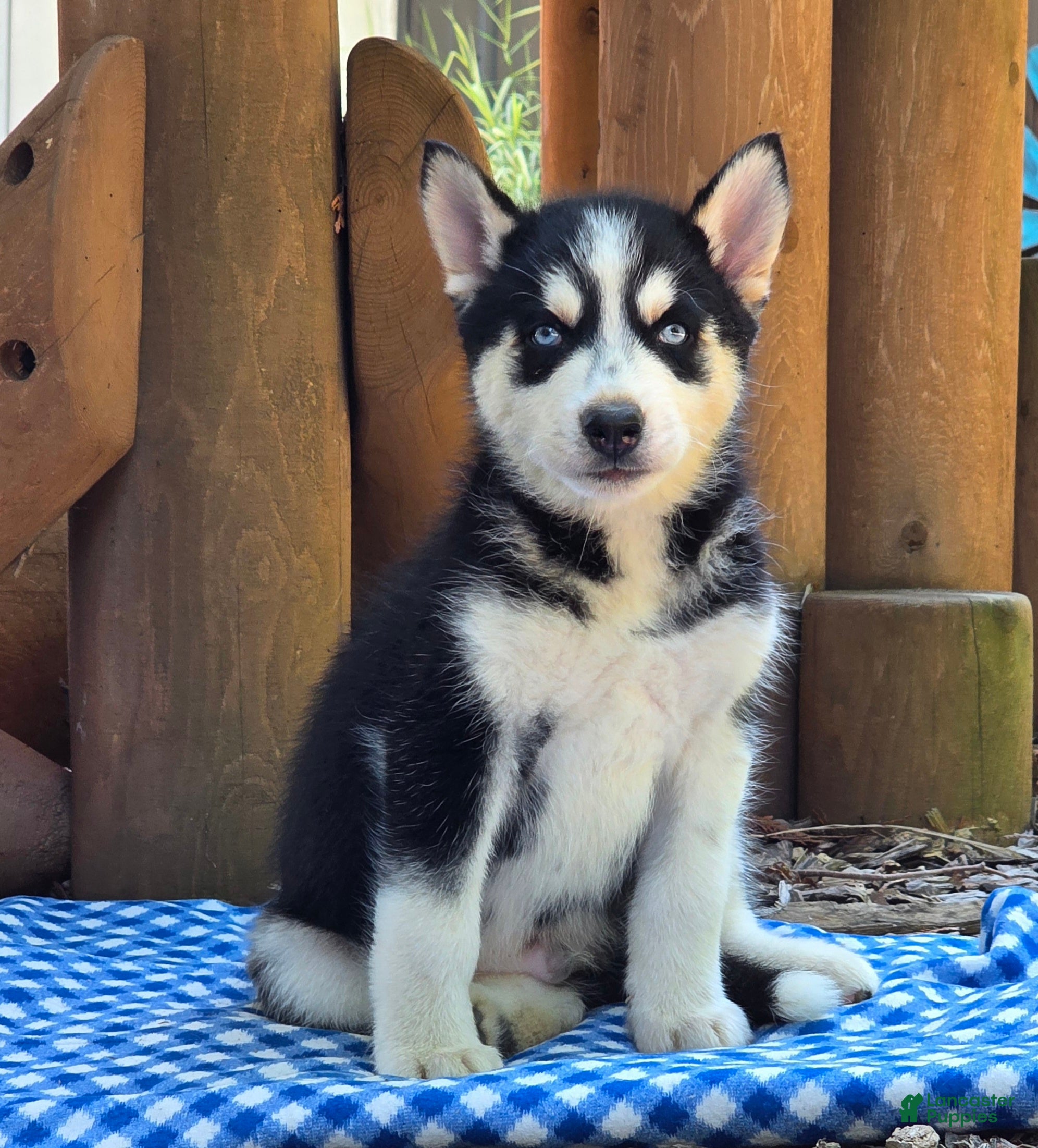 Siberian Husky dogs Fonzo - Ad 1