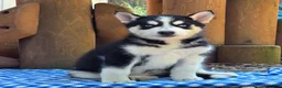 Siberian Husky dogs for sale: Fonzo - Ad 1