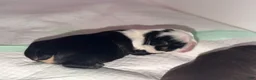 French Bulldog dogs for sale: Diamond  - Ad 4