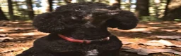 Standard Poodle dogs for sale: Red Collar parti-phantom - Ad 6