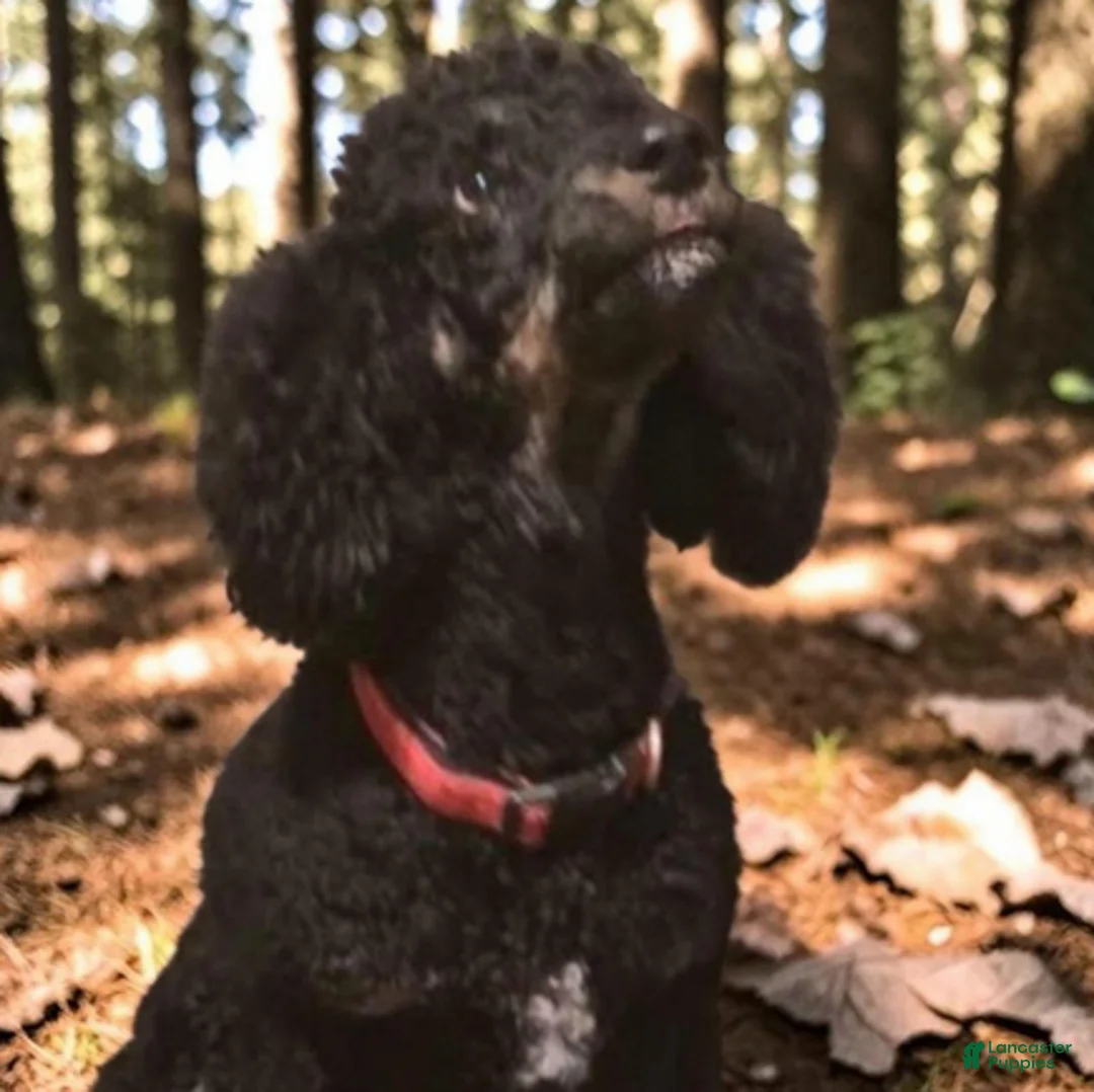 Standard Poodle dogs for sale: Red Collar parti-phantom - Ad 6