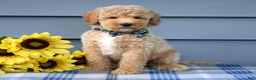 Goldendoodle dogs for sale: Hunter - Ad 5
