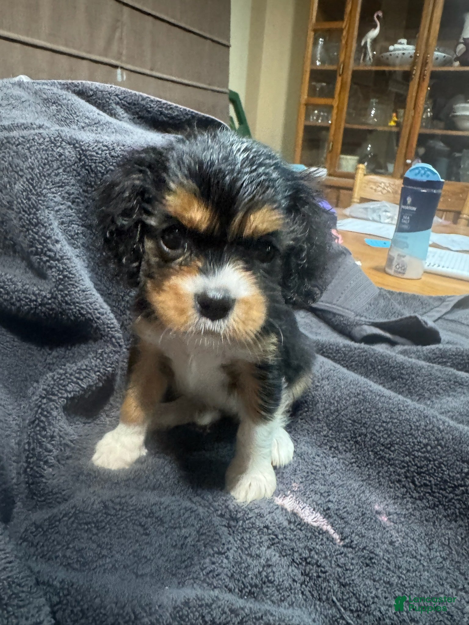 King Charles Spaniel dogs Girl 3 - Ad 1