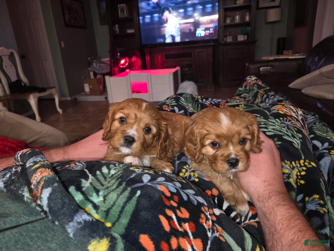 Cavalier King Charles Spaniel dogs for sale: Cavalier King Charles Spaniel Puppy 1 - Ad 10