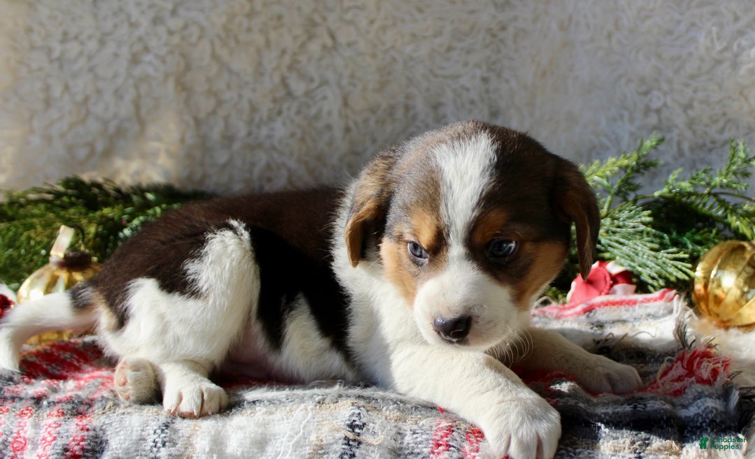 Mixed Breed dogs for sale: Benny - Ad 6