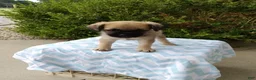Pug dogs for sale: Kipp - Ad 3