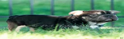 French Bulldog dogs for sale: Hershey Hue - Ad 7