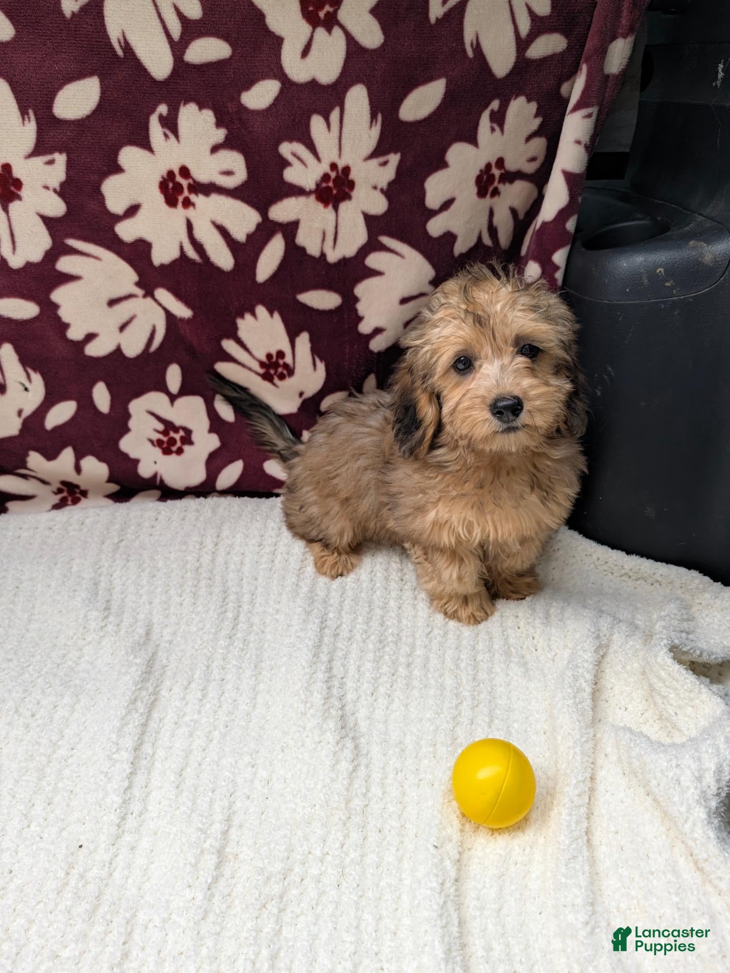 Havapoo dogs Fiona  - Ad 1
