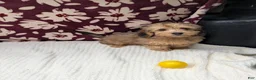 Havapoo dogs for sale: Fiona  - Ad 1