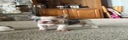 French Bulldog dogs for sale: French Bulldog 1 Henry - Ad 2