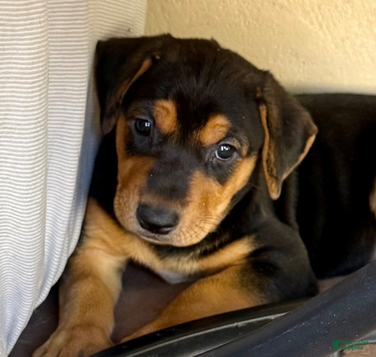 Mixed Breed dogs Mixed Breed Puppy 2 - Ad 34